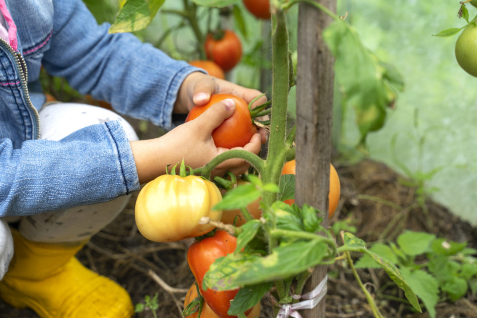 child picks ripe tomatoes from a branch