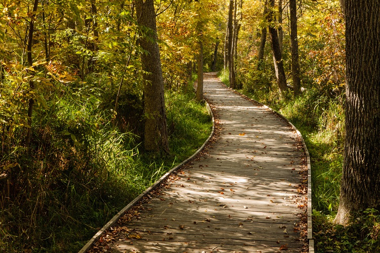 Autumn Sunlit Boardwalk