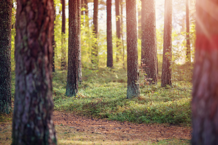 pine forest in early morning in autumn. Woods with tree silhouettes