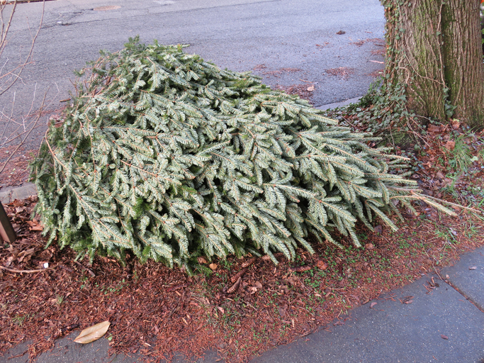 Photo of discarded Christmas tree waiting for trash pickup by the side of the road in early January which ends the holiday season.