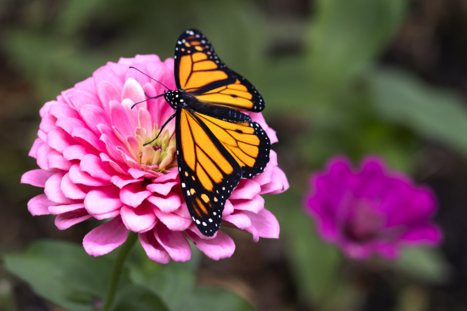 Monarch butterfly on a pink flower in a garden